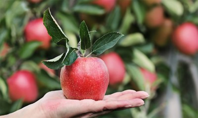 Jammu and Kashmir: Farmers busy harvesting apple in Bakura