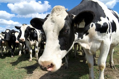 Canada loses to US in first dispute under new Canada-US-Mexico Agreement on dairy imports