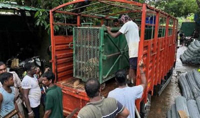 Itanagar Zoo welcomes two Royal Bengal tigers, 3 Gharials from Odisha's Nandankanan