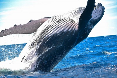 Australia: One dies after whale hits boat off Sydney