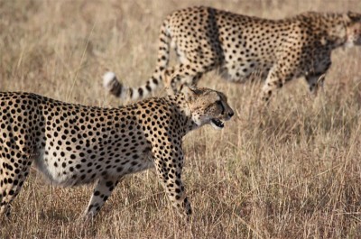 South Africa to send over 100 cheetahs to India