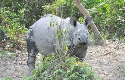 Study shows grassland and agricultural land will increase in Kaziranga by 2050