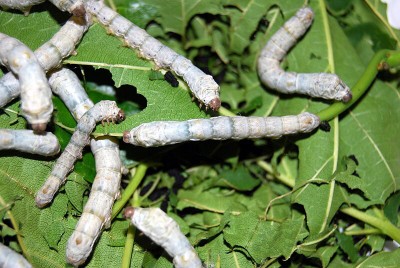 Puri: Silkworms will not be killed to prepare fabric for deities of Sri Jagannath temple