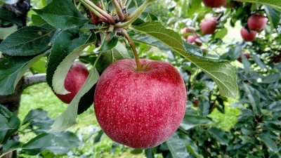 India bans apple imports except from Bhutan