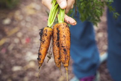 Organic farming yields gains in India and Pakistan