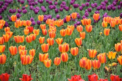 Jammu and Kashmir: Asia’s largest Tulip garden in Srinagar is all set to open for tourists from tomorrow