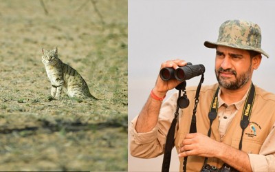 The Asiatic wildcat has long been overlooked in conservation priorities, says wildlife biologist Sumit Dookia on the understudied species