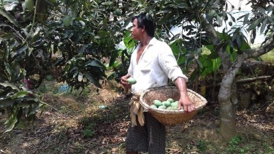 Visionary Farmer Cultivates Breathtaking Mango Orchard in Tripura's Udaipur, Inspiring Youth and Showcasing Agricultural Potential