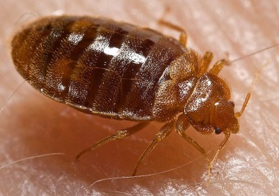 French govt gets sleepless nights as bedbug crisis worsens ahead of Olympic Games