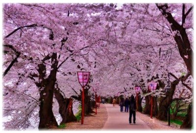 Kashmiris welcome Jammu and Kashmir govt's decision to create Japanese cherry blossom theme garden in Srinagar