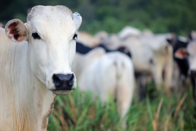 Afghanistan: Eid animal ban hampers livestock traders