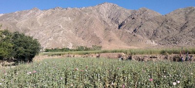 Opium cultivation declines by 95 per cent in Afghanistan, shows UN survey