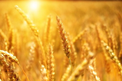 Afghanistan seeks UN's support for wheat storage facilities