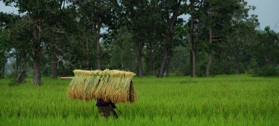 New global fund ‘welcome boost’ to safeguarding biodiversity