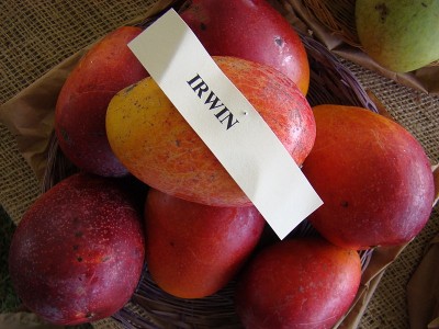 Tripura farmers selling Miyazaki mangoes for Rs. 1500