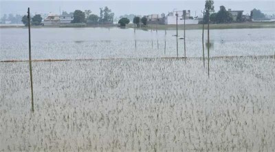 From Rain to Floods: Farmers’ struggle with crop loss in Punjab continues