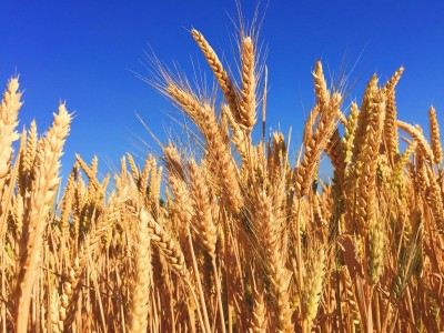 Pakistan:  Gilgit-Baltistan witnesses protests over wheat rate hike