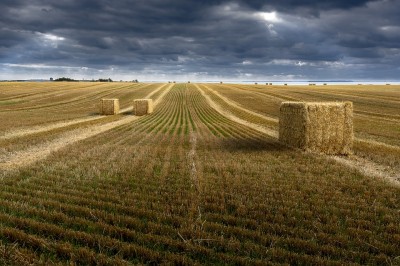 Centre to offload 50 LMT of wheat and 25 LMT of rice in open market