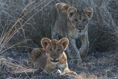 Cyclone Biparjoy: Gujarat govt deploys 200 teams for wildlife emergencies; rescuers save 2 lion cubs in Gir forest