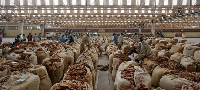 Stop tobacco farming, grow food instead, says WHO