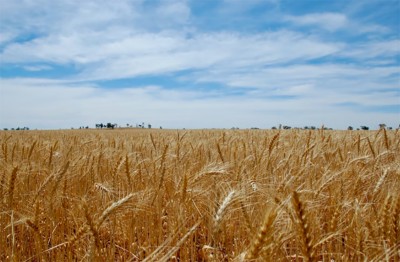 Centre lowers Wheat Reserve Price to reduce price of atta