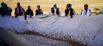 Locust outbreak in Afghanistan threatens wheat harvest