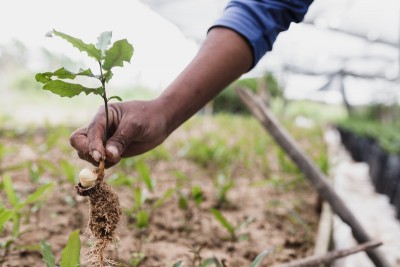 Nagaland observes World Environment Day with tree plantation and cleanliness drives to combat climate change