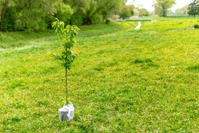 Nagaland: Chakhesang Public Organisation undertakes massive tree plantation drive to preserve biodiversity