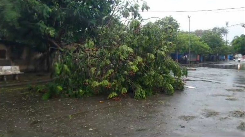 Cyclone Biporjoy landfall process starts: In images stormy sea, uprooted trees in Gujarat's Porbandar