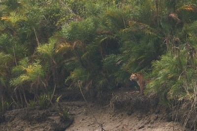 Volvo For Life Fund announces new coastal health initiative for the Indian Sundarbans