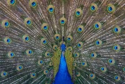 Telangana YouTuber creates video on  preparing 'peacock curry', arrested after he faces backlash