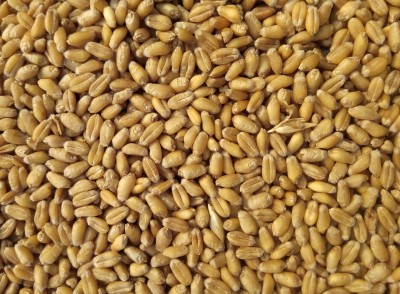 Govt makes declaration of wheat stock position mandatory