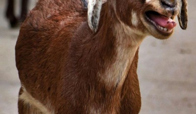 Pakistan: Karachi man arrested for selling sacrificial goats with plastic teeth