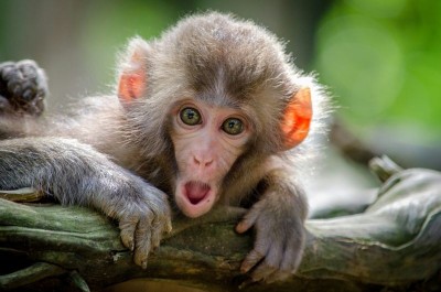 Monkeys blamed for countrywide massive power cut in Sri Lanka 