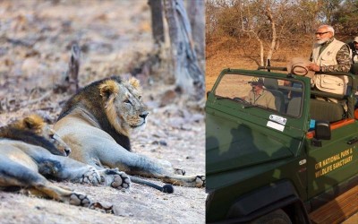 PM Modi explores Gujarat's Gir forest on World Wildlife Day, captures majestic Asiatic lions on camera