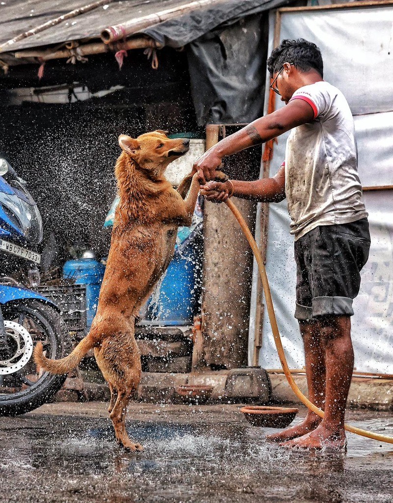 In Images: Mechanic offers relief to stray dogs amid summer heat in Kolkata