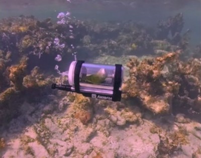 US man builds ‘submarine’ for pet parakeet, internet divided over viral video