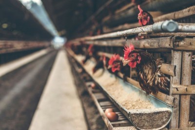 Former Amazon employee turns layoff setback into chicken farm, starts own poultry business