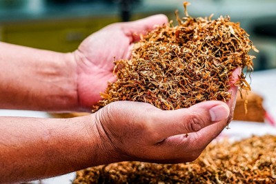 Study finds chewing tobacco linked to 2.5 lakh deaths worldwide; India among worst-affected countries