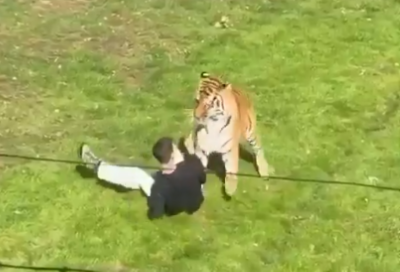 Man jumps into tiger enclosure at UK wildlife park, mauled to death