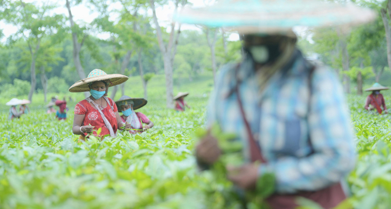 A view of workers at Agartala tea garden to observe International Tea Day