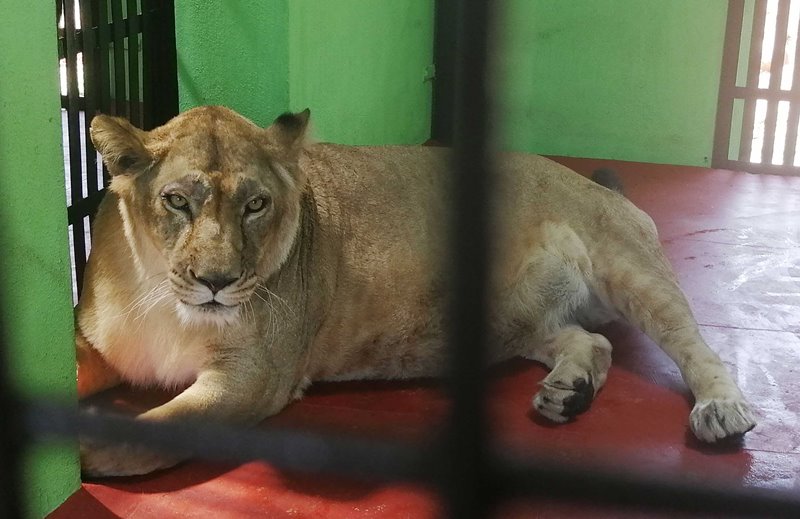 Karnataka: Lions brought from Bannerghatta to Bootharamanatti Zoo