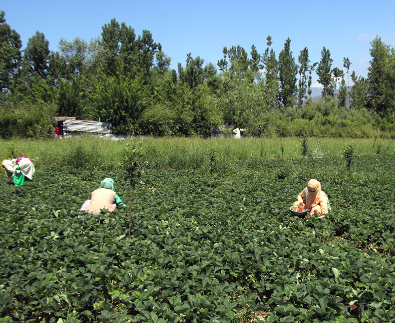 Glimpes of Kashmir’s first crop 'strawberry' production