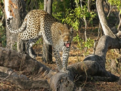 Leopard caged in Assam’s Golaghat