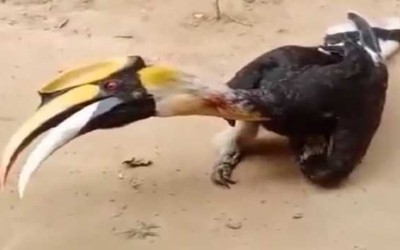 Nagaland: Three arrested for killing Great Indian Hornbill bird