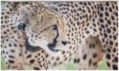 Eight Namibian cheetahs to be ferried to India on Sept 17