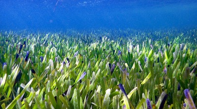 Australia: Largest known plant on earth discovered at Shark Bay