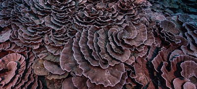 Rare coral reef discovered near Tahiti is ‘like a work of art’, says diver