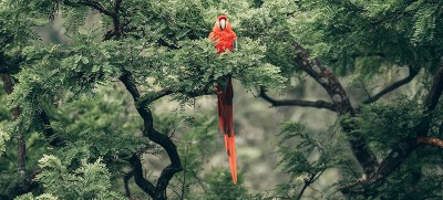 UN conference concludes with ‘historic’ deal to protect a third of the world’s biodiversity