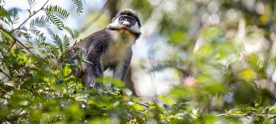 COP27: Protecting biodiversity is protecting the Paris Agreement